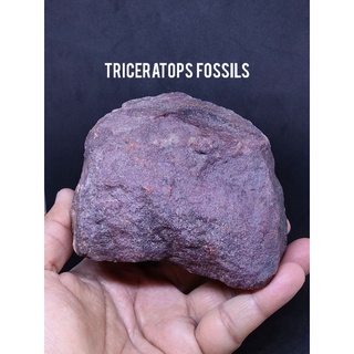 ฟอสซิล ไทรเซอราทอปส์ ไดโนเสาร์เจ้ายักษ์สามเขา ( Triceratops ) ☘️ชิ้นใหญ่เนื้อเเน่นเเข็งเเละค่อนข้างหนัก สีโทนน้ำตาลแดง