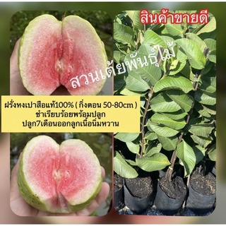 ฝรั่งหงเปาสือแท้100%🌱(ขนาด40-80cmในถุงชำ)ต้นฝรั่งไส้แดงเนื้อนิ่มหวาน