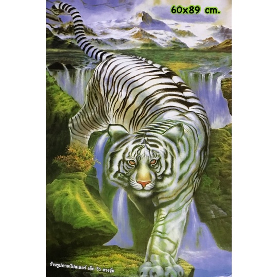 🐯🐯รูปภาพเสือ (มีหลายขนาด) โปสเตอร์เสือ(ไม่ใช่สติ๊กเกอร์) รูปภาพโปสเตอร์ไม่มีกาวในตัว ภาพเปล่าไม่มีกรอบรูป