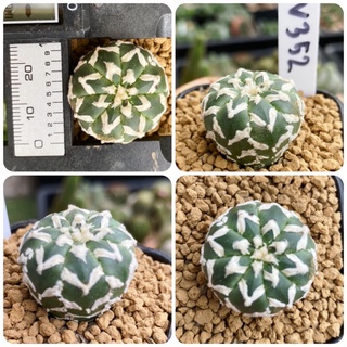 แอสโตร วี ไทป์ / ฮานะโซโนะ / Astrophytum V-type / Hanazono กระบองเพชร แคคตัส