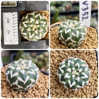 แอสโตร วี ไทป์ / ฮานะโซโนะ / Astrophytum V-type / Hanazono กระบองเพชร แคคตัส