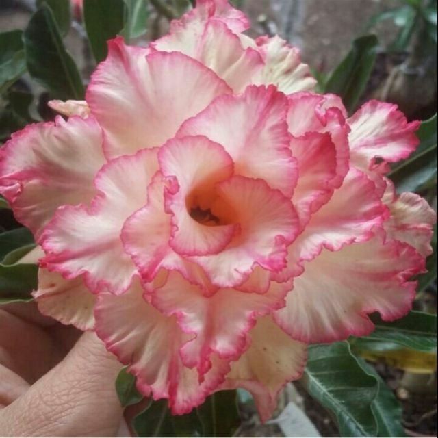 เมล็ด​พันธุ์​ชวนชมสีชมพูดอกซ้อน