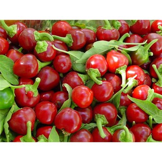 เมล็ด พริกตุ้มจิ๋ว - Thai Hot Cherry Pepper