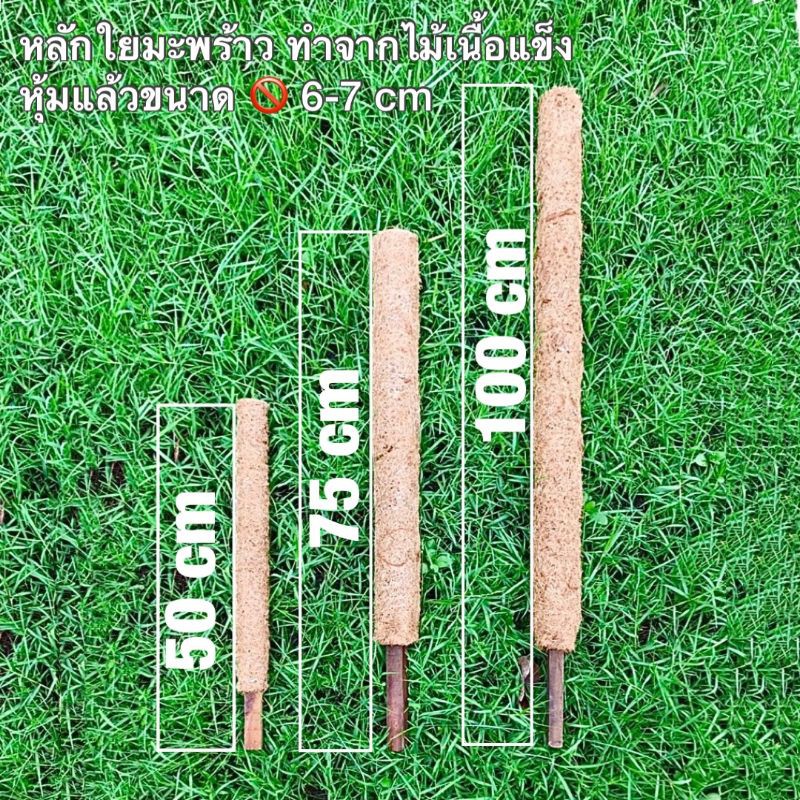 (พร้อมส่ง) หลักไม้เลื้อยใยมะพร้าว ทำจากไม้เนื้อแข็ง