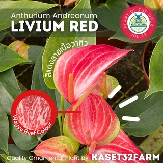 ต้นหน้าวัว (Pot Anthurium) หน้าวัว ต้นไม้ฟอกอากาศ Limited Edition หน้าวัวฮอลแลนด์ สายพันธุ์พิเศษ