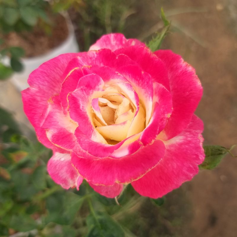 ⚘กุหลาบ ดับเบิ้ล ดีไลท์ ดอกใหญ่หอมแรง ดับเบิ้ลดีไลท์