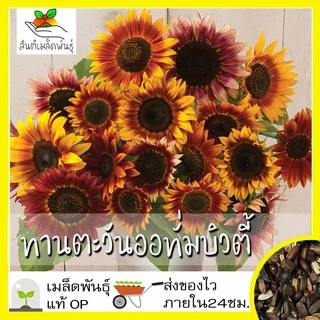 เมล็ดพันธุ์ ชุดดอกทานตะวัน ขายดีที่สุด ปลูกง่าย โตไว ดอกดกสวย พร้อมส่ง ทานตะวันแคระ/โกลด์รัช/ซันโกลด์/ยักษ์แมมมอธ/สีแดง