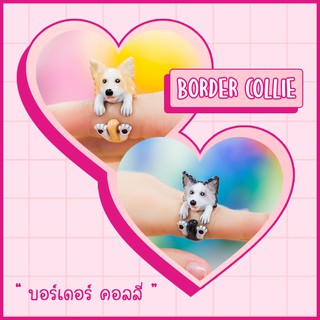 Ring / แหวน : Border Collie / บอร์เดอร์ คอลลี่