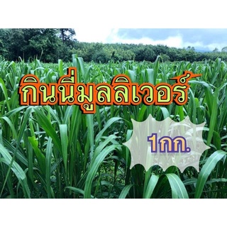 ✅ กินนี หญ้า กินนี่มูนริเวอร์ 1 กิโลกรัม(คัดเกรดA+) (พร้อมปลูก)