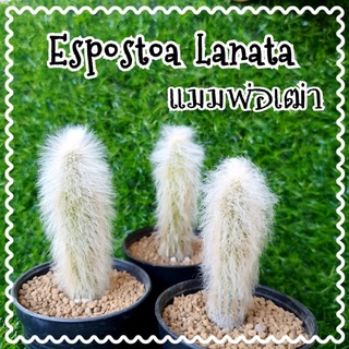 👴 Espostoa lanata เอสโพสทัว ลานาต้า แมมพ่อเฒ่า ไม้เมล็ด 2 สายพันธุ์ ขนฟู ขนแน่น