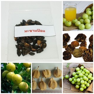 ลดราคาถูกพิเศษ เมล็ดพันธุ์มะขามป้อม gooseberry สมุนไพรพื้นบ้าน ตรีผลา พืชให้สีย้อม ผลไม้ ผลิตภัณฑ์โอทอป 50 เมล็ด