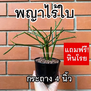 พญาไร้ใบ พร้อมกระถาง 4 นิ้ว (แถมหินโรย) ต้นไม้มงคล ต้นเขากวาง ต้นไม้ฟอกอากาศ ต้นไม้ประดับ กิ่งสวย Euphobia​ Tirucalli​