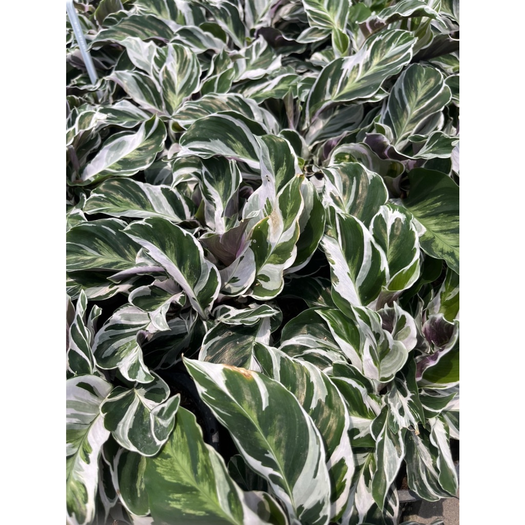 มุมมอง 3