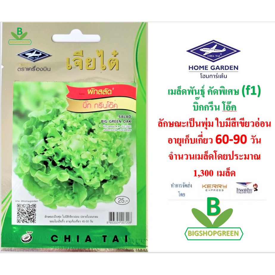 5 ฟรี 1 คละได้ เมล็ดพันธุ์ ผักสลัด บิ๊กกรีนโอ๊ค ตราเจียไต๋ เมล็ดพันธุ์คัดพิเศษ F1 เมล็ดผัก เมล็ดพันธุ์พืช