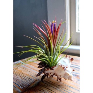 ทิลแลนด์เซียหรือสับปะรดอากาศ เป็นหนึ่งในสมาชิกวงศ์สับปะรดสี (Bromeliaceae)