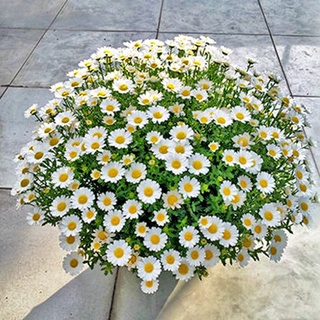 เมล็ดพันธุ์ ดอกเดซี่ สีขาว 500 เมล็ด White Daisy Silver Princess Seed เมล็ดพันธุ์แท้ ปลูกง่าย ไม่กลายพันธุ์