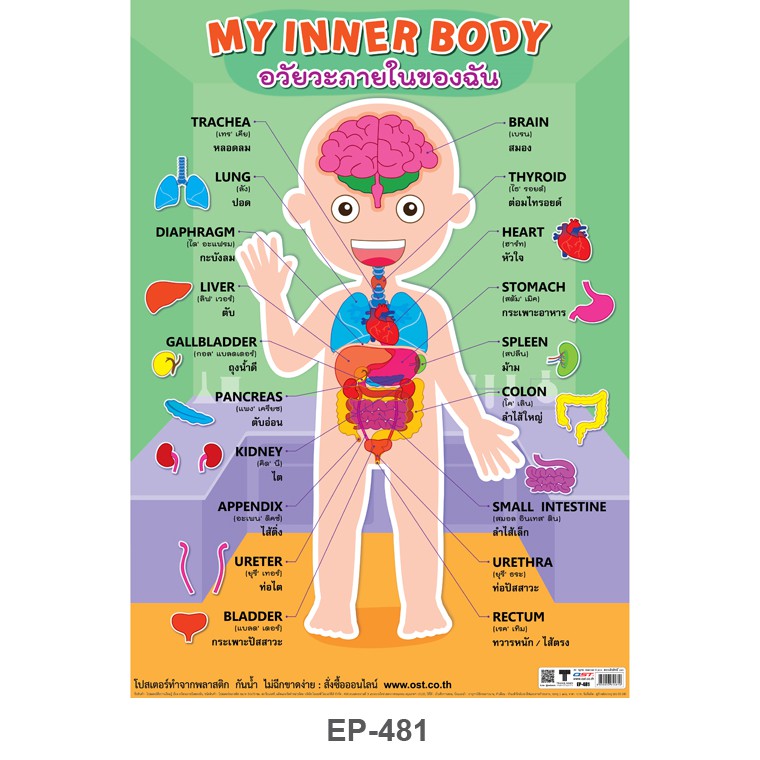 โปสเตอร์ อวัยวะภายในของฉัน #EP-481 โปสเตอร์พลาสติก PP โปสเตอร์สื่อการเรียนการสอน สื่อการเรียนรู้