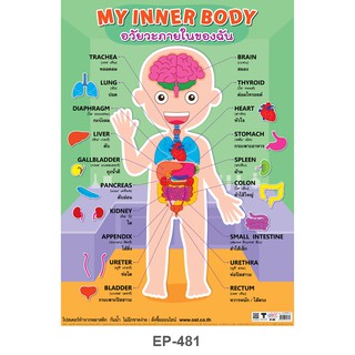 โปสเตอร์พลาสติก PP เรื่องอวัยวะภายในของฉัน #EP-481