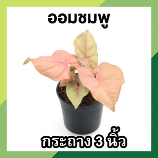 ต้นออมชมพู ออมชมพู กระถาง 3 นิ้ว Ping Syngonium ต้นเงินไหลมาสีชมพู กอแน่นๆ รากเดินดี ฟอร์มสวย ไม้มงคล ไม้หายาก ใบใหญ่