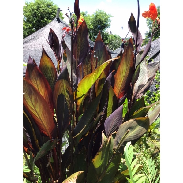 ว่านญานรังษี พุทธรักษาแดงโกเมน รักษาโรคริดสีดวงทวาร ดอกสีส้ม กระถาง5นิ้ว 119บาท