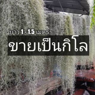 เคราฤาษี หนวดฤาษี (Spanish Moss) กิโลละ 180-220