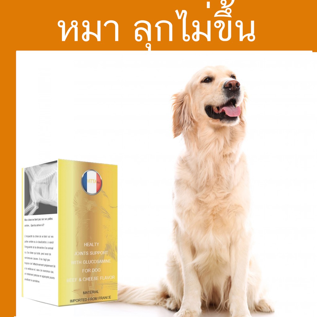 รายการ 103+ ภาพพื้นหลัง สุนัขขาหัก ใส่เฝือก ราคา ใหม่ที่สุด