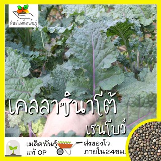 เมล็ดพันธุ์ เคลลาซินาโต้ เรนโบว์ 100 เมล็ด Lacinato Rainbow Kale เมล็ดพันธุ์แท้ นำเข้าจากต่างประเทศ ปลูกง่าย โตไว พืชผัก