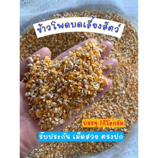 ข้าวโพดบด ข้าวโพดแตก เลี้ยงไก่