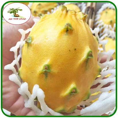 เมล็ดแก้วมังกรเหลือง เวียดนาม (ลูกผสม) Yellow Dragon fruit from Vietnam