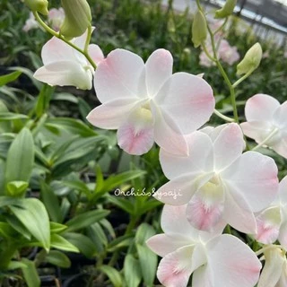 🧡ต้นกล้วยไม้สกุลหวายสวีทพีช กระถาง3.5"