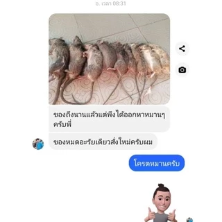 หัวเชื้อดักหนู ใช้สำหรับล่อหนูนา ขนาด 50 ML.