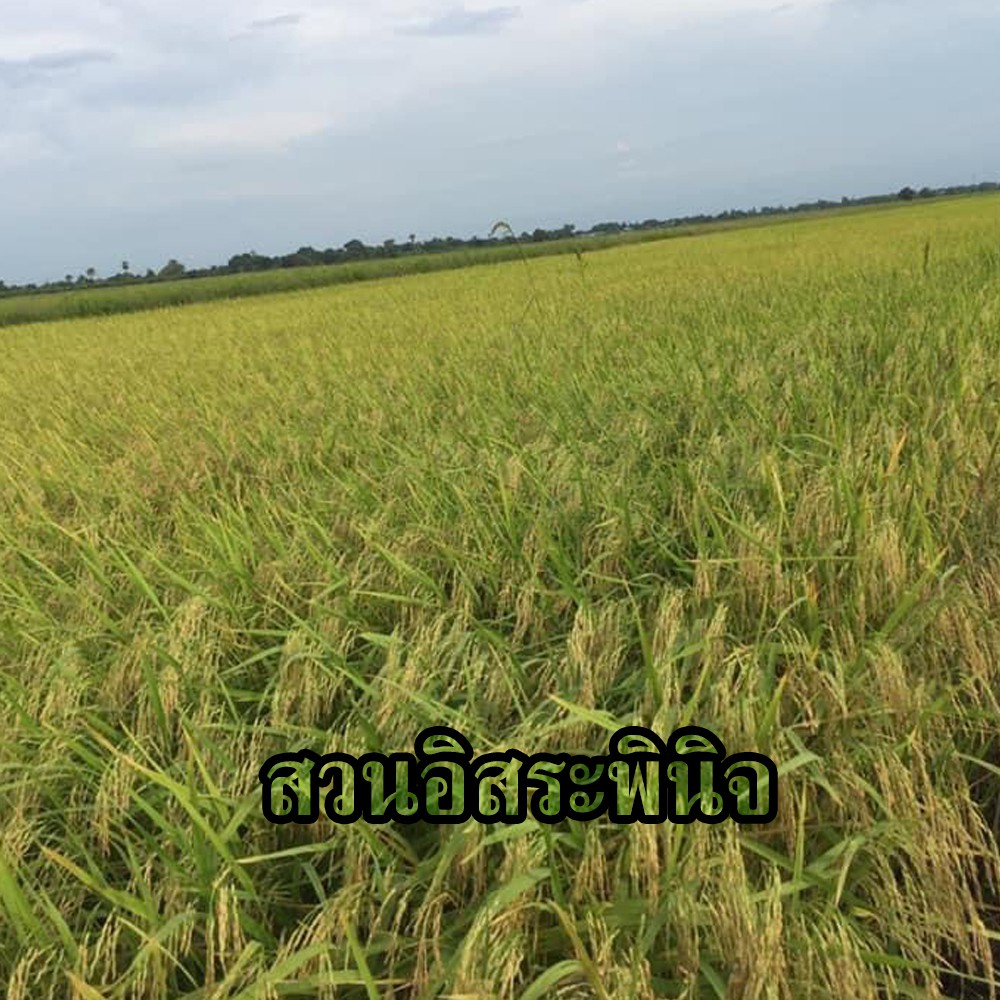 ข้าวกล้องกข43 ข้าว กข 43 Organic ปลอดสาร 1 กิโลกรัม (ส่งทันที) - รูปที่ 2