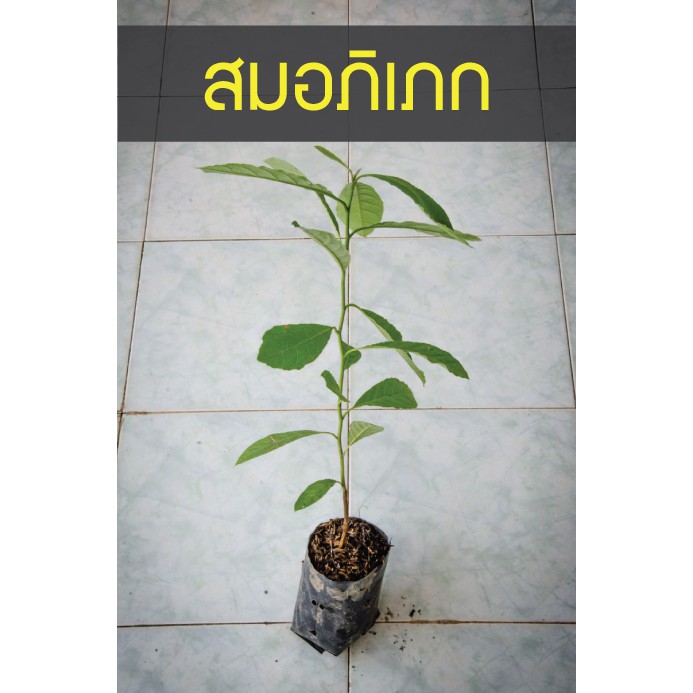 ต้น สมอพิเภก ลงปุ๊ป โตปั๊ป ไม่โกหก ต้นสวยแน่นอน