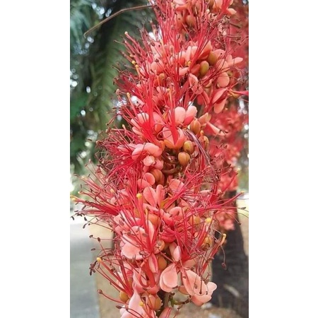ประดู่แดง 1 ต้นถุงดำไม้ดอกพันธุ์ไม้หายากใกล้สูญพันธุ์ของมันต้องมีสะสมโปรโมชั่นราคาถูกที่สุด