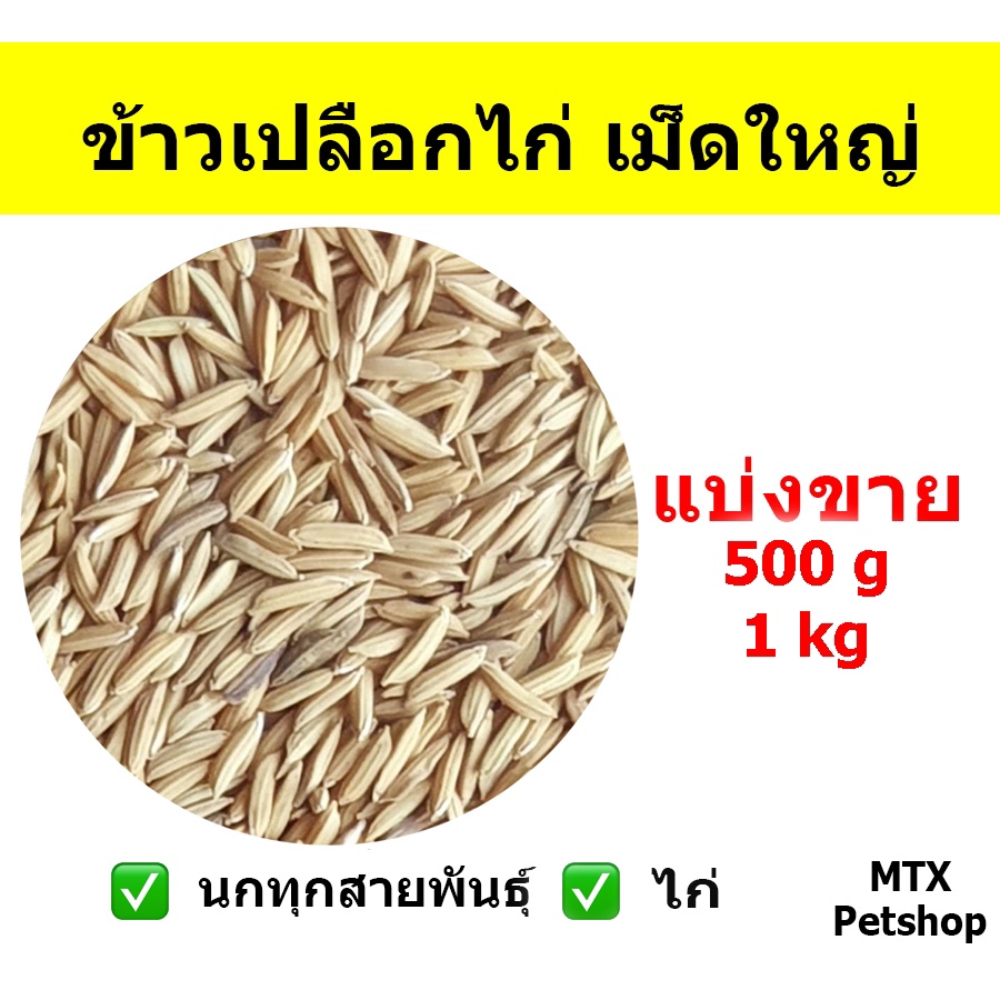 ข้าวเปลือกไก่ เม็ดใหญ่ // สำหรับนก และ สัตว์ฟันแทะ