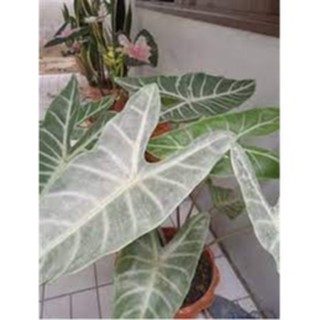 Alocasia senderriana จัดส่งเป็นเหง้าพันธุ์