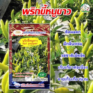 เมล็ดพริกขี้หนูขาว Hot Pepper  เมล็ดพันธุ์พริกขี้หนู เมล็ดพริกขี้หนู เมล็ดพริก ตราภูเขาทอง