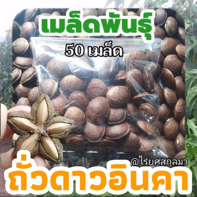 เมล็ดถั่วดาวอินคา​ Sacha​ Inchi​ เมล็ดพันธุ์ถั่วดาว​ เพื่อนำไปปลูก ชุดละ​ 50​ เมล็ด