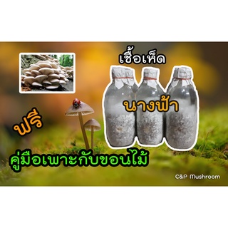 เชื้อเห็ดนางฟ้า ชุด 5 ขวด ฟรีคู่มือเพาะเห็ดกับขอนไม้