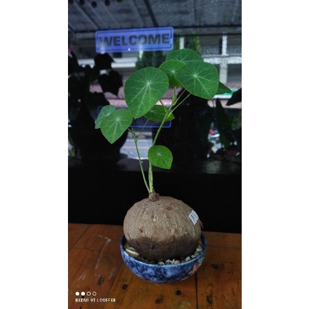 บัวบกโขด ไม้ป่า ขายเป็นหัว