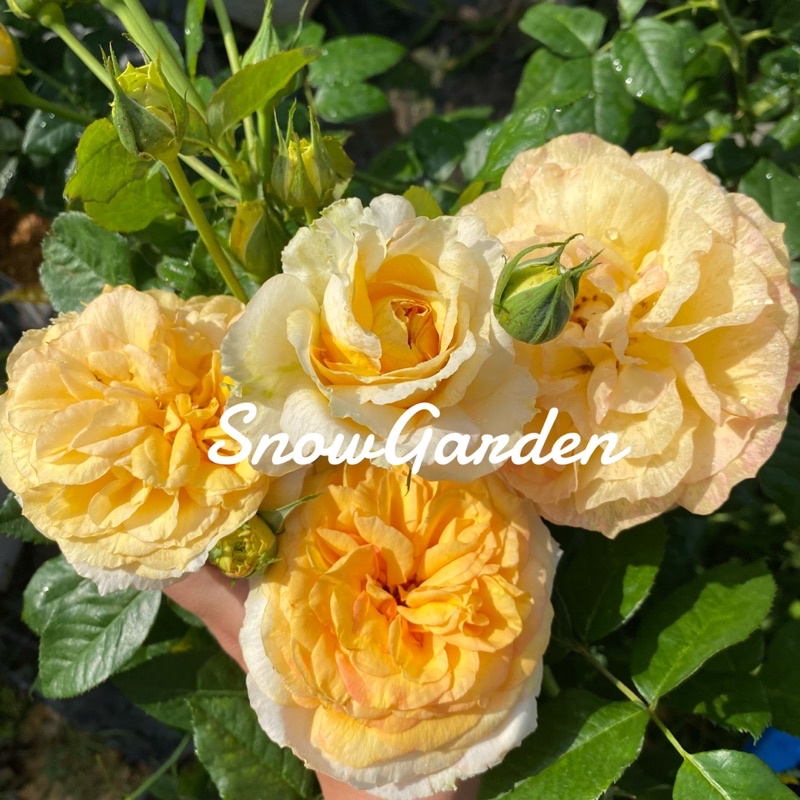 กุหลาบ Summer time สีเหลืองส้มทรงถ้วย (ส่งติดดอก) กลีบแน่น หอมแรง สวยมาก ถุงใหญ่