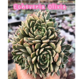 Echeveria Olivia กระถาง 2-2.5"