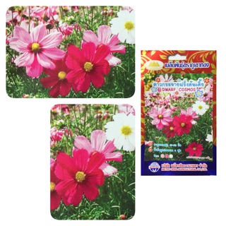 คอสมอส ดาวกระจายฝรั่ง (DWARF COSMOS) 200 เมล็ด ดอกสีม่วง ชมพู ขาว ความสูงลำต้นประมาณ 1 ฟุต