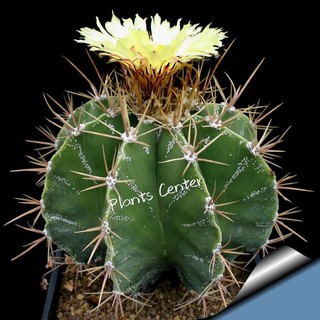 Plants Center พร้อมส่ง(banruo)กระบองเพชร แคคตัส cacuts  Astrophytum ornatum (ไม้นำเข้า) seeding