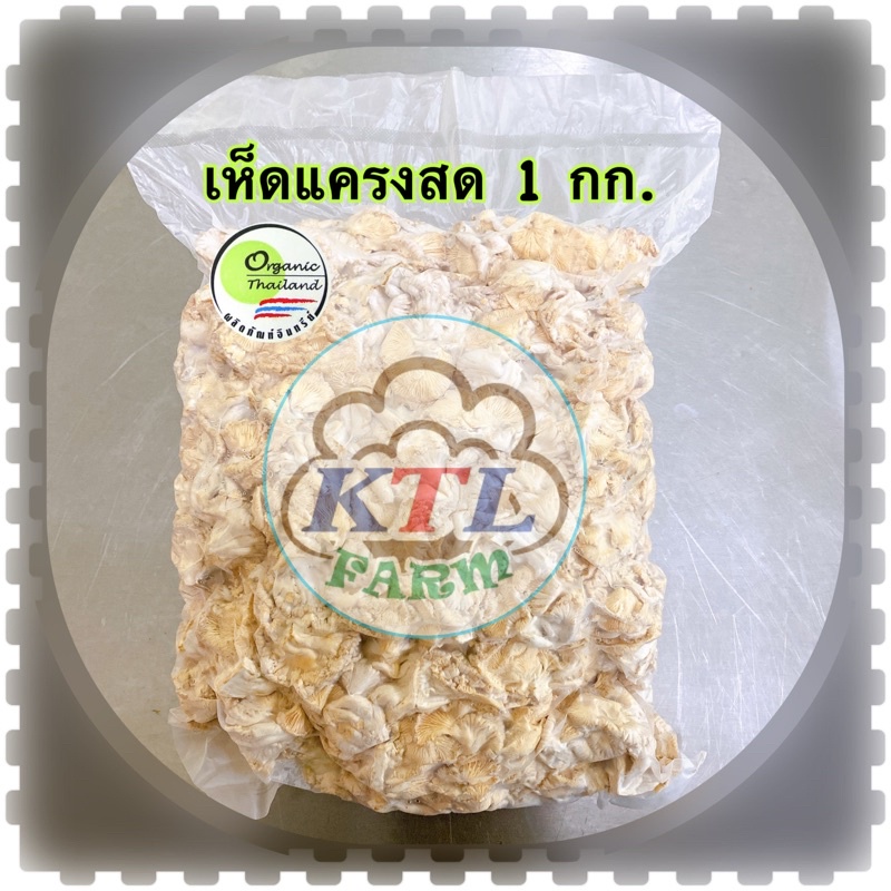 เห็ดแครงสด Spilt gill mushroom