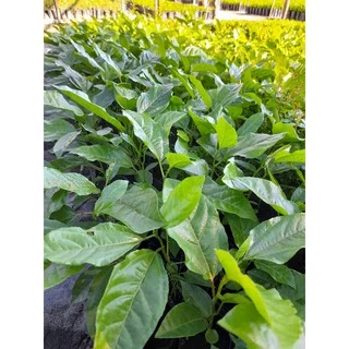 ต้นเสาวรสม่วงไทนุง/ซื้อ 5 แถม1ถุง/ผลสีม่วงรสหวาน