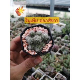 แคค​ตัส​ เเมมขนนก รีบูเทีย ดอกสีขาว rebutia albiflora กระบองเพชร แคคตัส