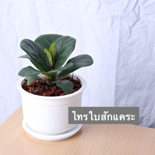 •ไทรใบสักแคระ•📍เพาะเมล็ด น้องจิ๋วฟอร์มสวย น่ารัก ทนแดด ทนฝน📮พร้อมส่งค่ะ
