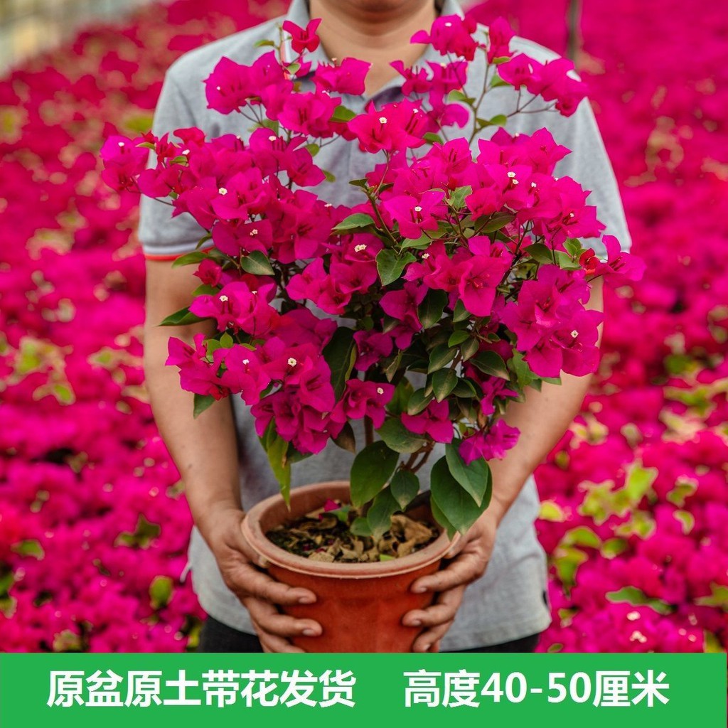 My Image 25