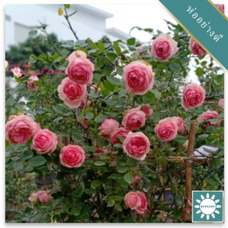 30 เมล็ด เมล็ดพันธุ์ กุหลาบพวง Floribunda Rose Seeds สีชมพู ดอกหอม นำเข้าจากต่างประเทศ พร้อมคู่มือ เมล็ดสด ใหม่